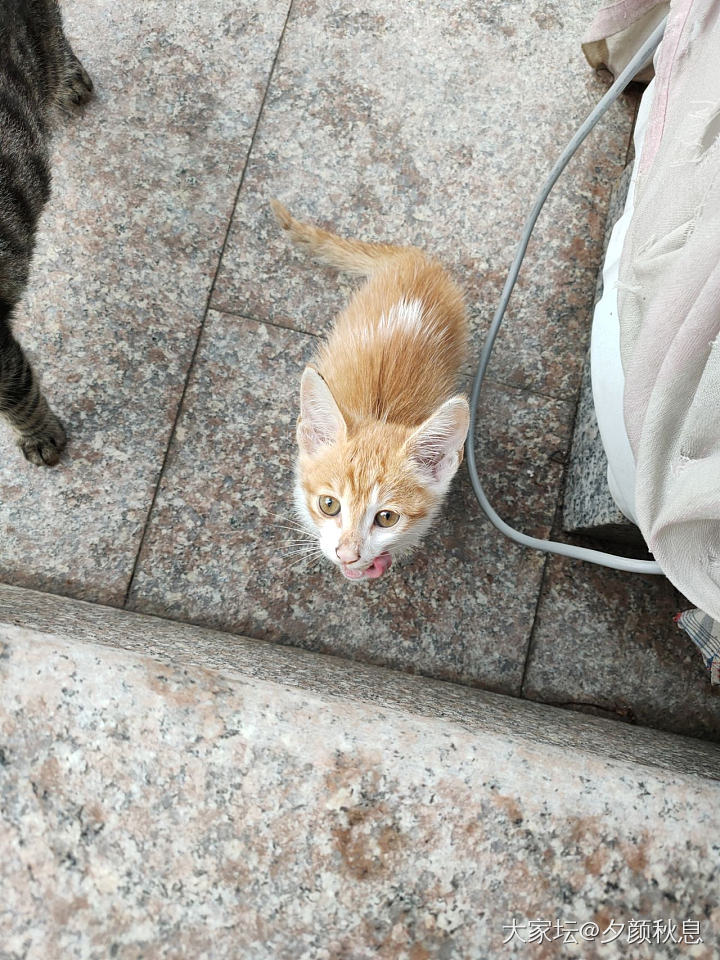 家里来两只猫猫，这只大耳朵是啥品种_猫