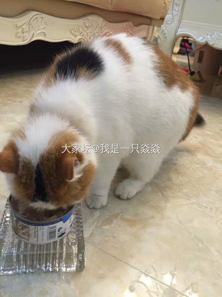 留着大女儿的猫爬架，就感觉她一直在。_猫