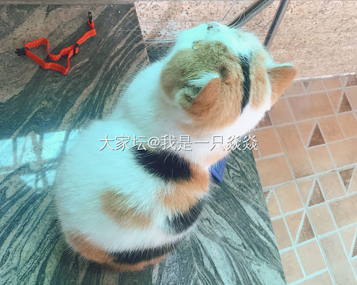 留着大女儿的猫爬架，就感觉她一直在。_猫