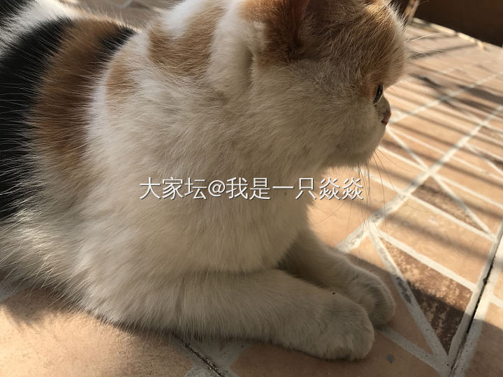 留着大女儿的猫爬架，就感觉她一直在。_猫