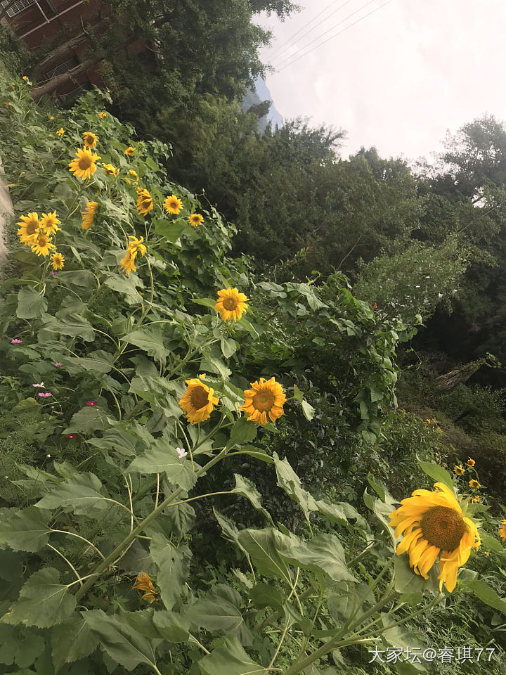 周末休闲 感觉山里真是美_花大家谈