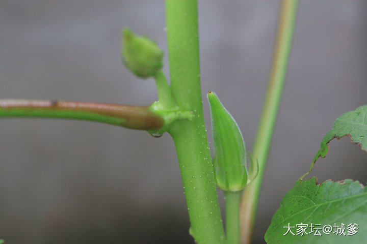 我的花园我的🐷_植物