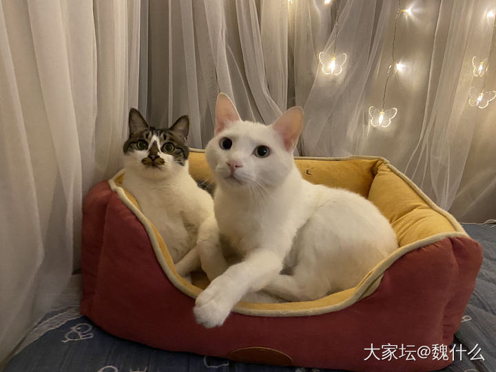 努努力，水水红包。要升初二了。。😛😝😜🤪_猫宠物