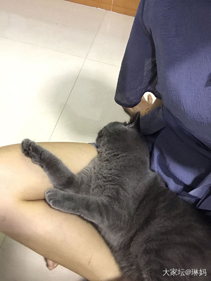 秒睡的猫_猫