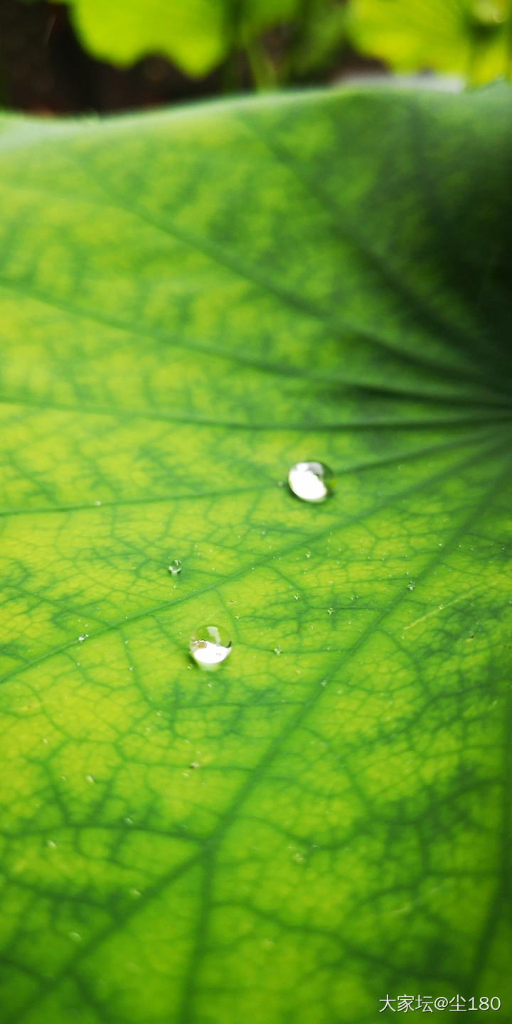 雨天车内赏南红，庙里赏荷花_南红闲聊玉髓玛瑙