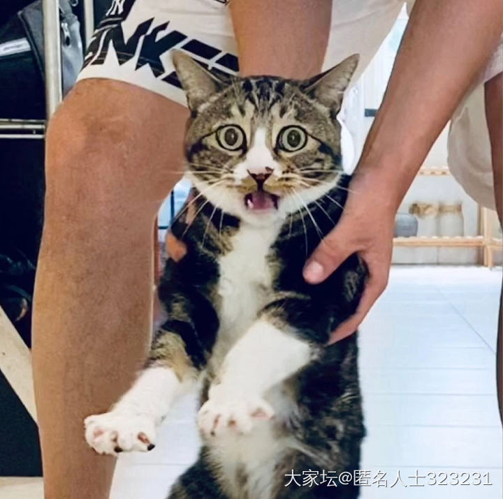 我四不四撒😂_猫