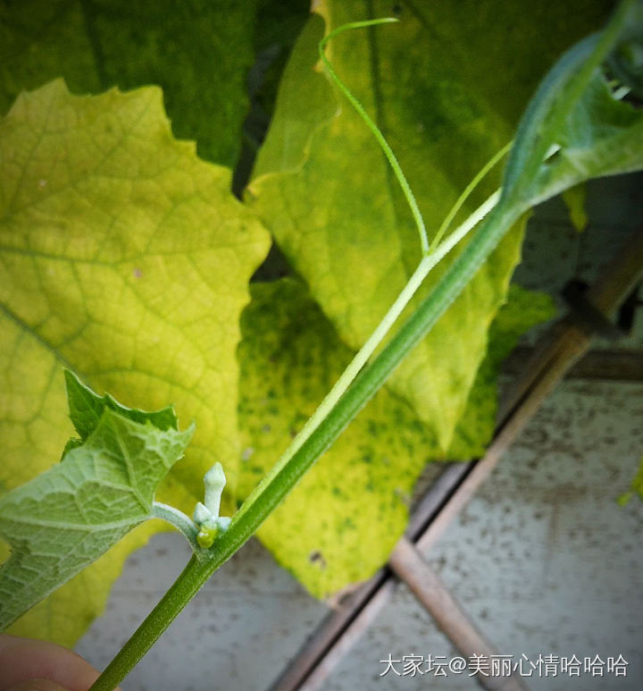 这图有问题吗？_菜园植物闲聊