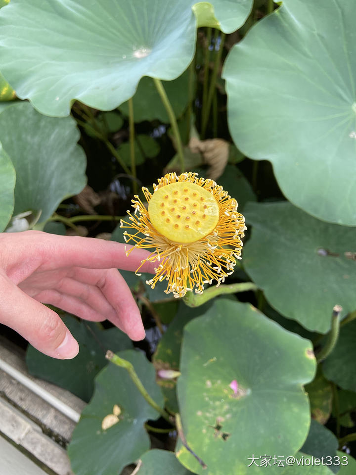 荷花_植物