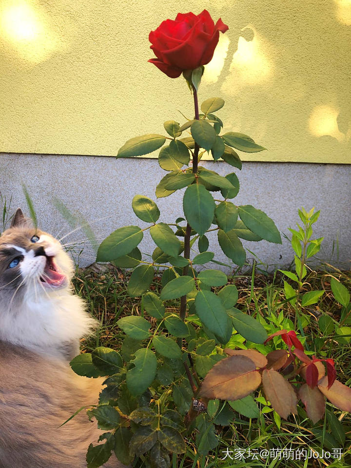 喜欢🌹的🐱_猫植物