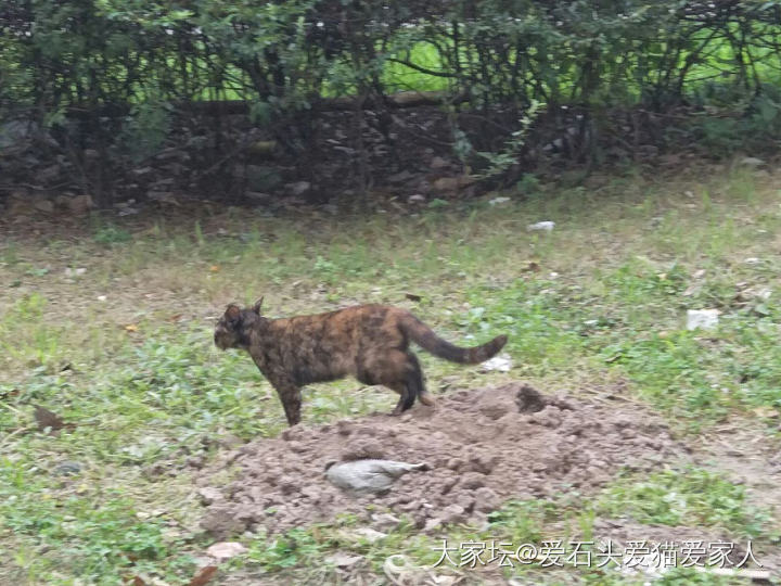 流浪猫_猫