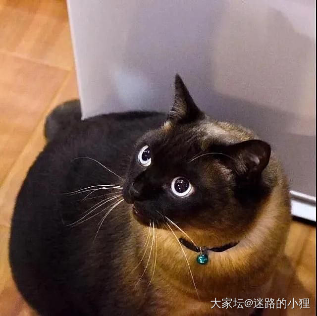 一只暹罗的成长过程～😂_猫