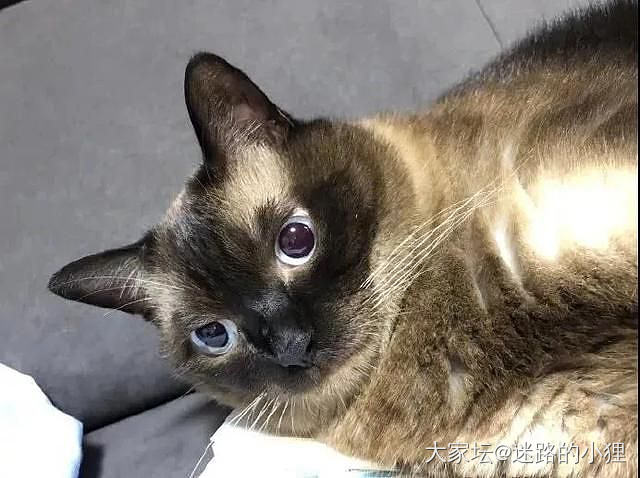 一只暹罗的成长过程～😂_猫