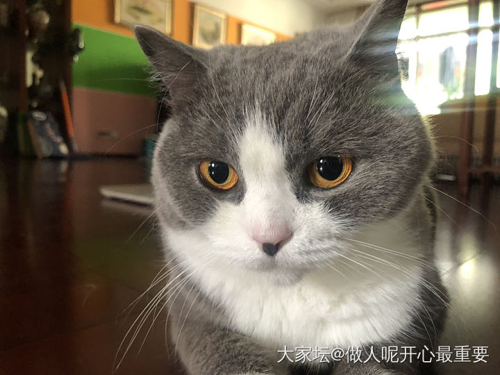 发不了小视频了_猫