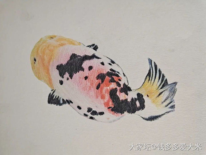 自找的新乐子，给我最宝贝的兰寿金鱼亲手画的肖像画～可可爱爱！_宠物