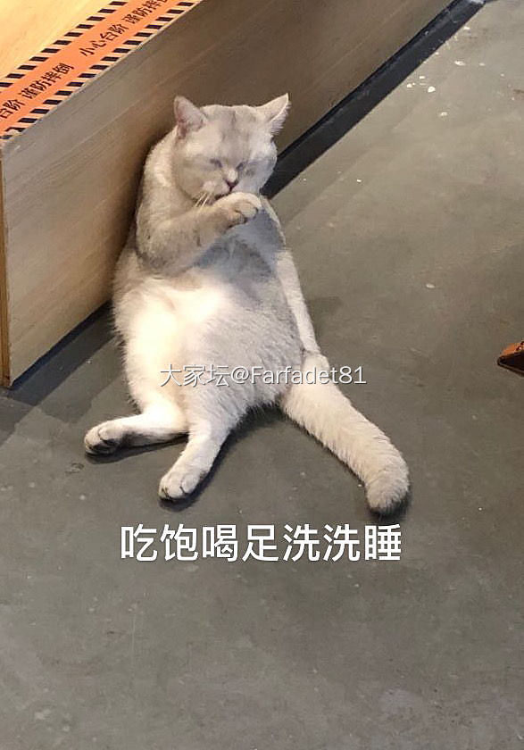 萌死人不偿命哈哈哈哈_猫