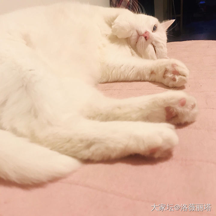 听说今天秀猫日_猫