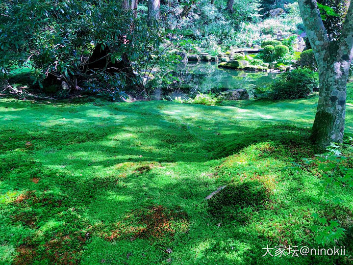 炎炎夏日，来点绿色看看吧。_植物