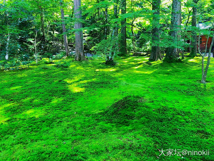 炎炎夏日，来点绿色看看吧。_植物