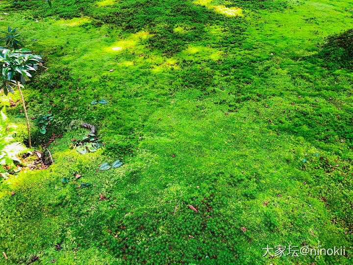 炎炎夏日，来点绿色看看吧。_植物