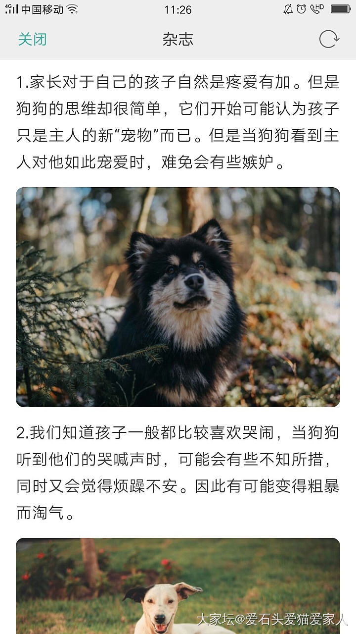 宠物会吃醋吗？_狗