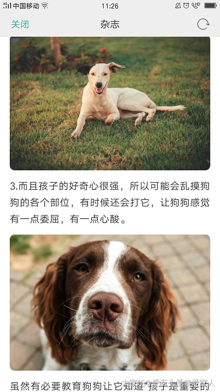 宠物会吃醋吗？_狗