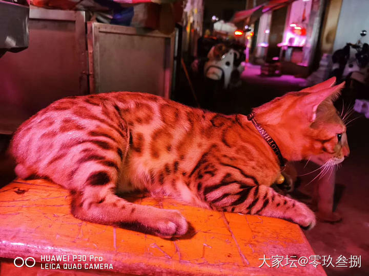 漂亮的蛋蛋哥_猫闲聊