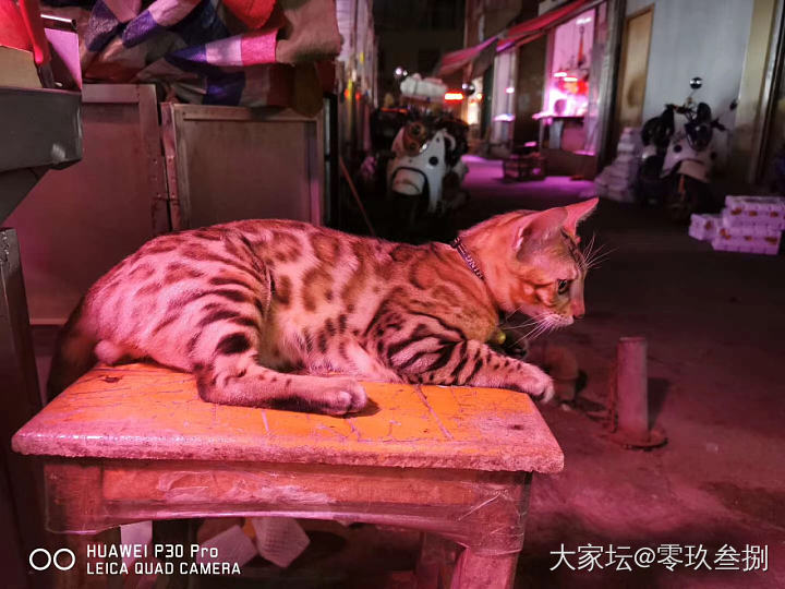 漂亮的蛋蛋哥_猫闲聊