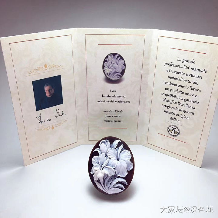 cameo的理想尺寸_贝壳