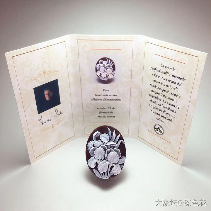 cameo的理想尺寸_贝壳