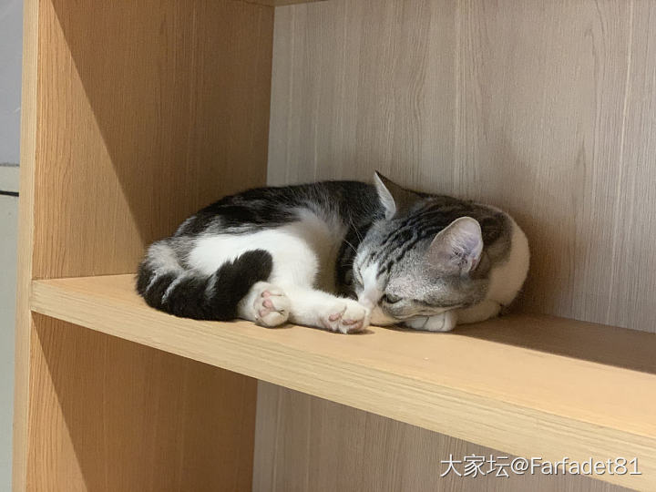 今晚开了个小灶😆还让老虎🐯接受了一次教育_猫