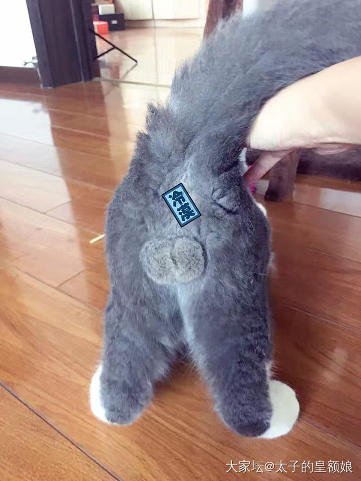 来收蛋蛋了_猫