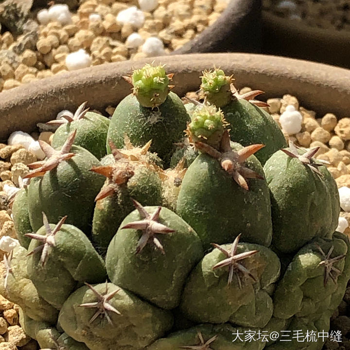 天气好，拍拍花，图一是前几天花友送的，超喜欢😊_多肉植物闲聊