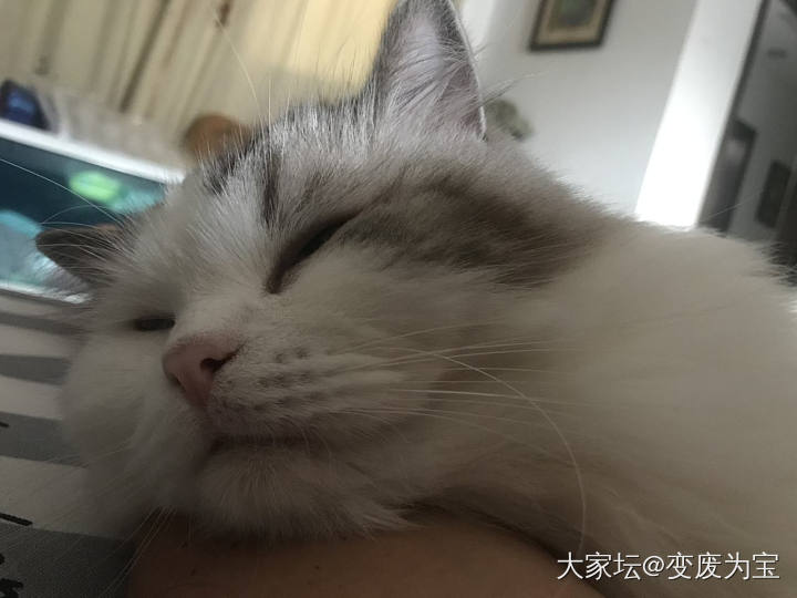 老虎🐯的标准动作与姐姐比，哪个美啊？😆_猫