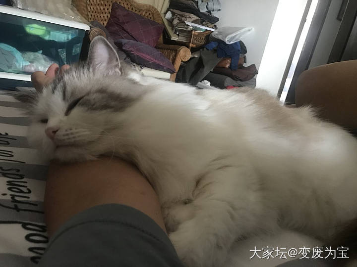 老虎🐯的标准动作与姐姐比，哪个美啊？😆_猫