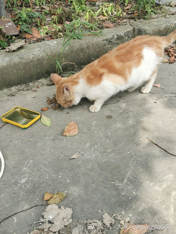 公司门口的流浪猫_猫