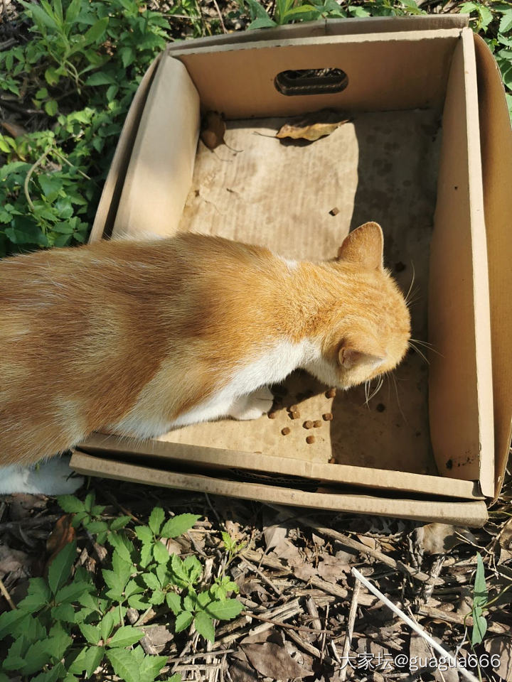 公司门口的流浪猫_猫