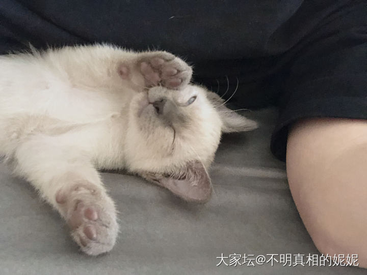 这熊孩子得有多困啊_猫