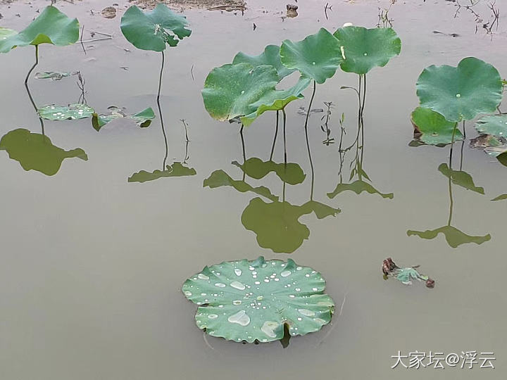 荷花_植物