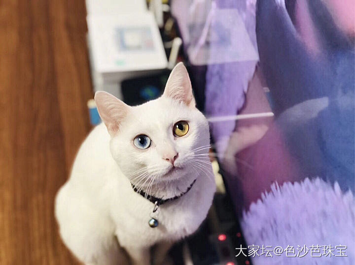 猫与金绿猫眼的前世今生_猫眼