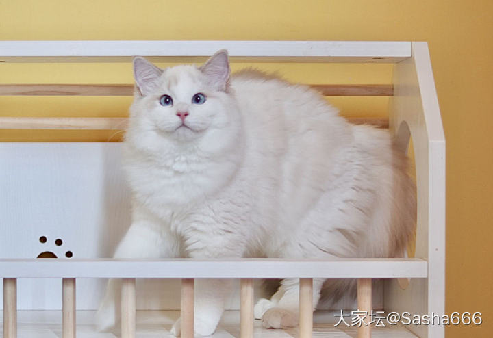 布偶品相和价位成正比吗_猫