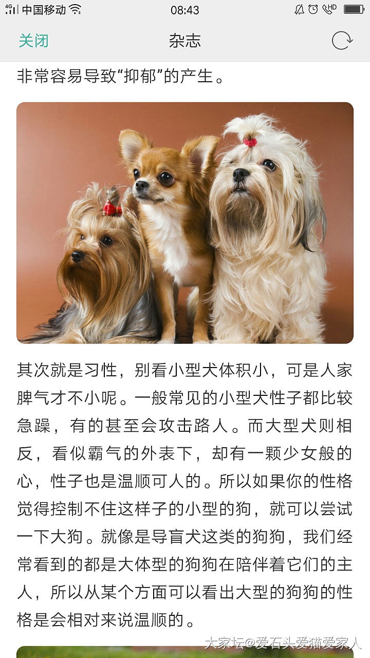 小型犬比大型犬脾气要暴躁_狗