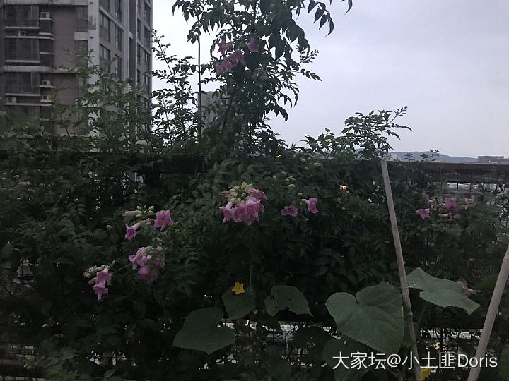 露台菜地渐入佳境_菜园