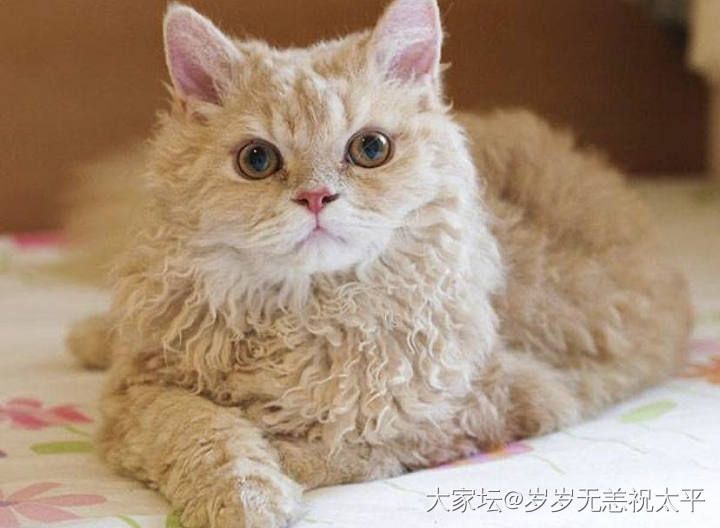 最近是流行东方短毛猫吗？_猫