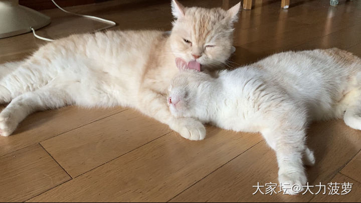 两个都是吃肉长大的🐱猫_猫