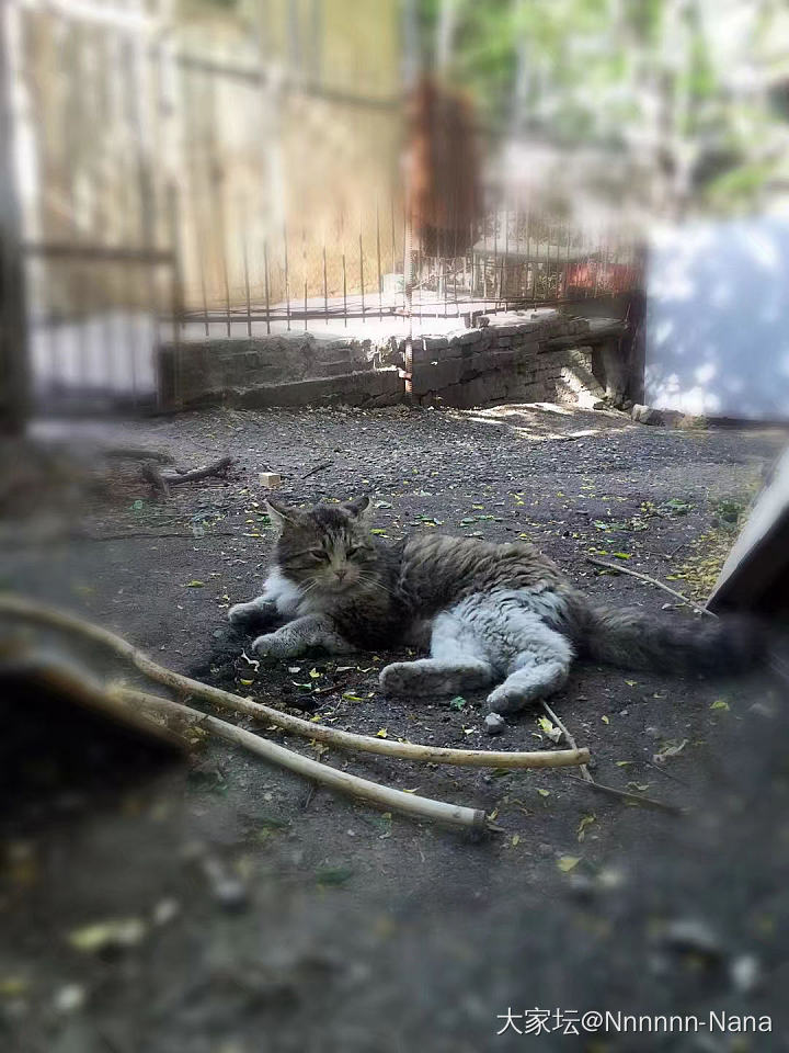 北京流浪猫大家养，太有爱了