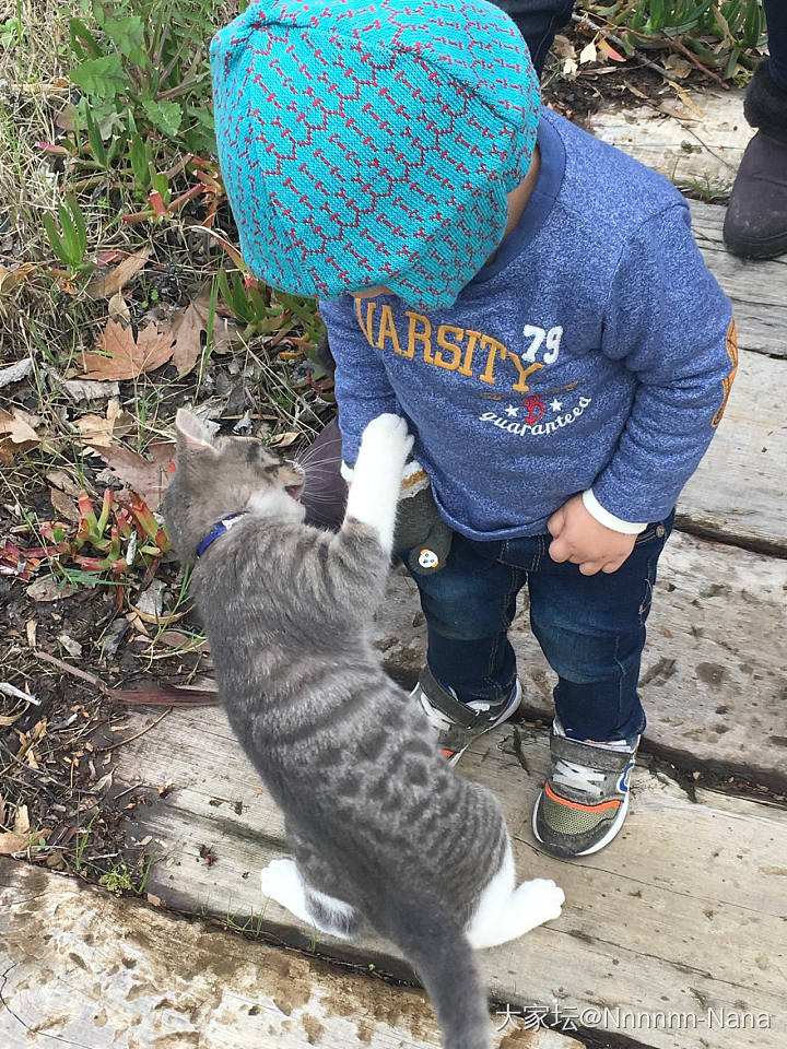 北京流浪猫大家养，太有爱了