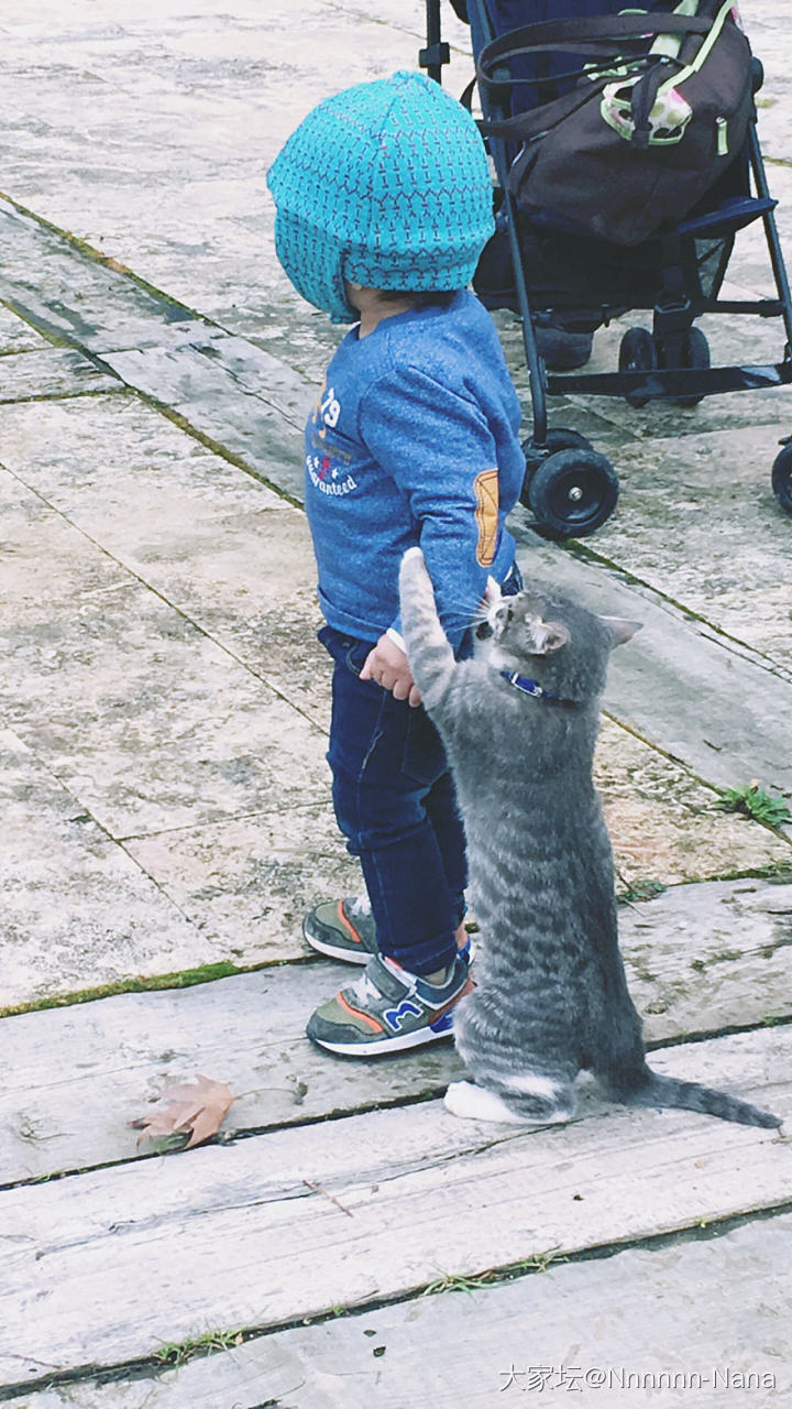 北京流浪猫大家养，太有爱了