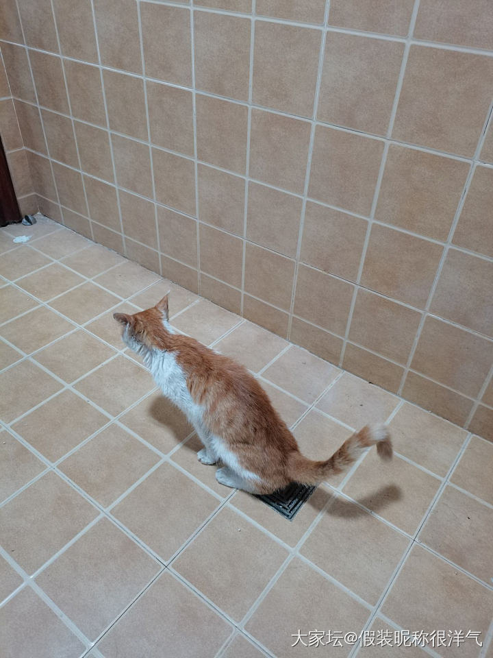 万能的坛友们啊，刚捡到的猫不用猫砂盆只在厕所下水道口大小便，怎么才能让它在猫砂盆..._猫