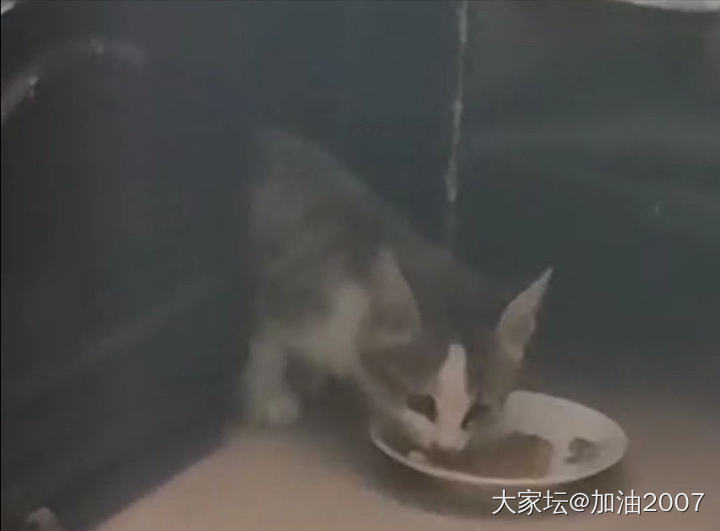 小猫出来吃东西了_猫