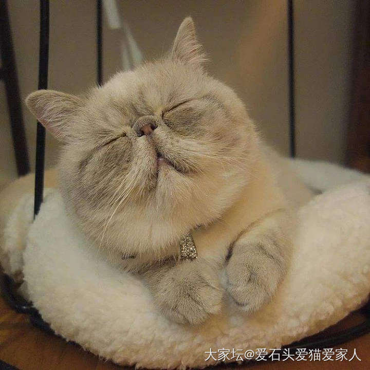 宠物睡觉太萌了_猫